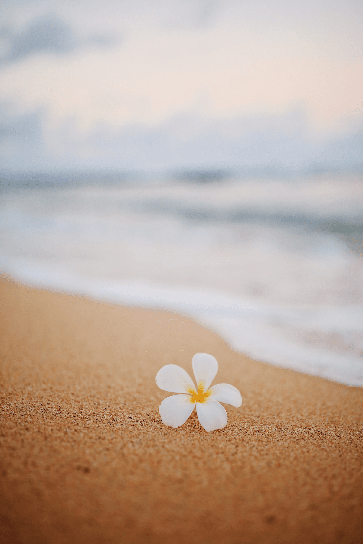 Flower Beach