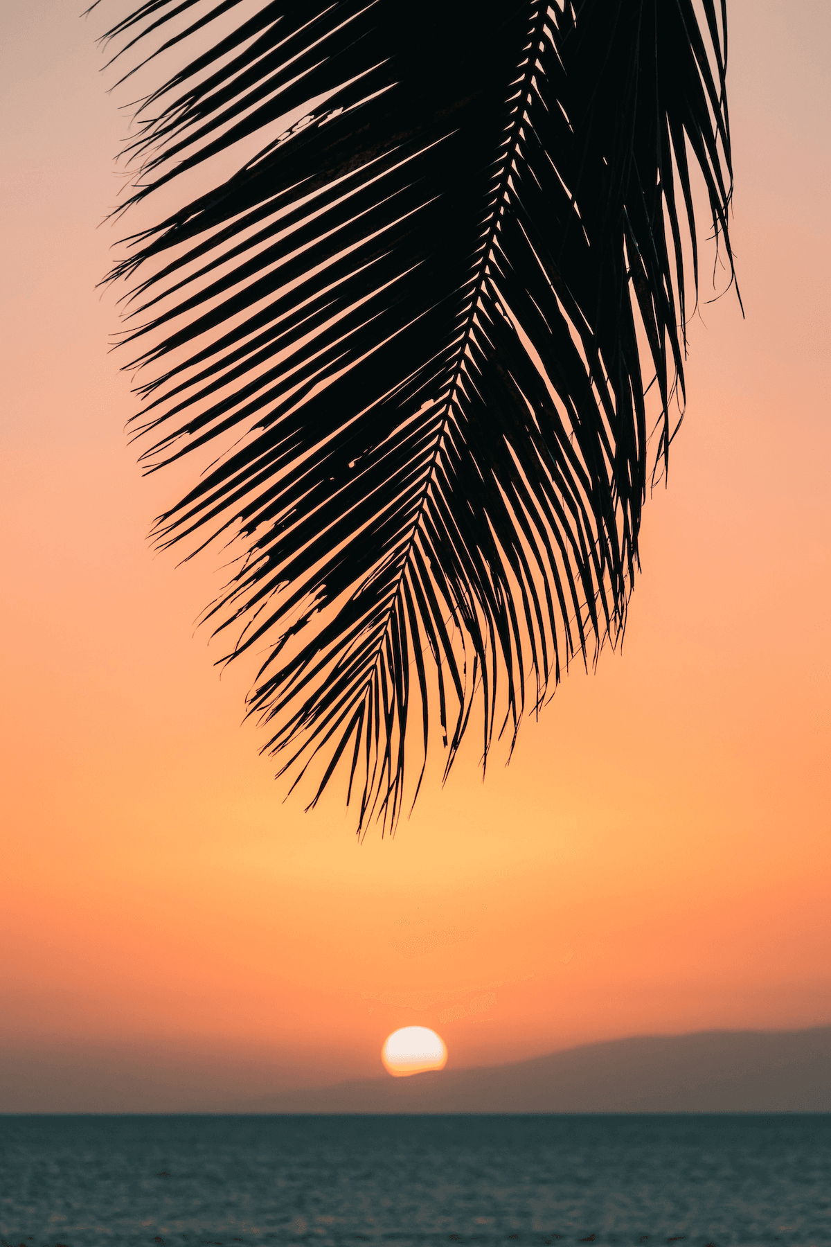 Palm Leaf